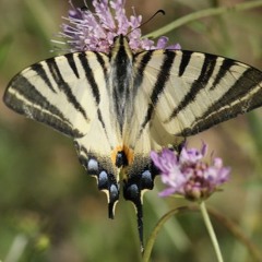 LE PAPILLON