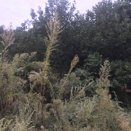 “Standing in the rain” Demo 0.2