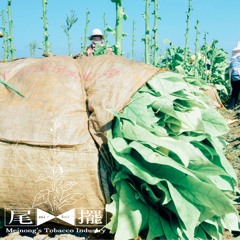 《尾擺 MIˊ BAIˋ 》MEINONG'S TOBACCO INDUSTRY