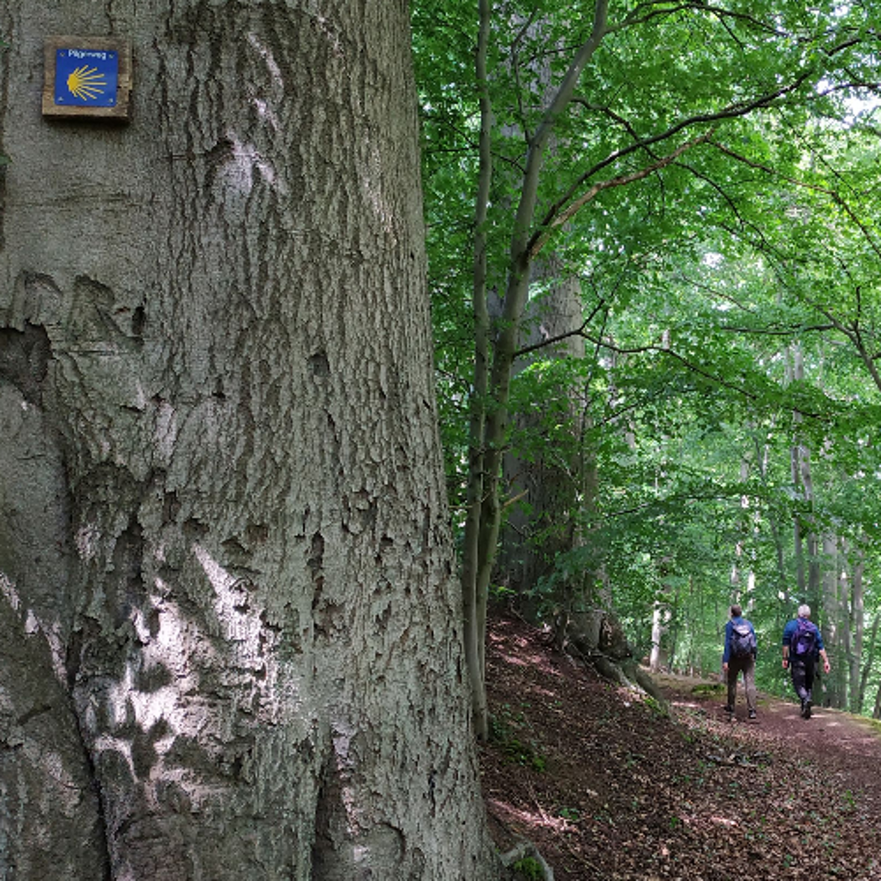Saisonauftakt: Samstagspilgern auf dem Jakobsweg in Sachsen-Anhalt