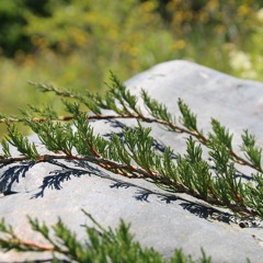 Relaxation and Energy - Guided Meditation by Soryu Forall