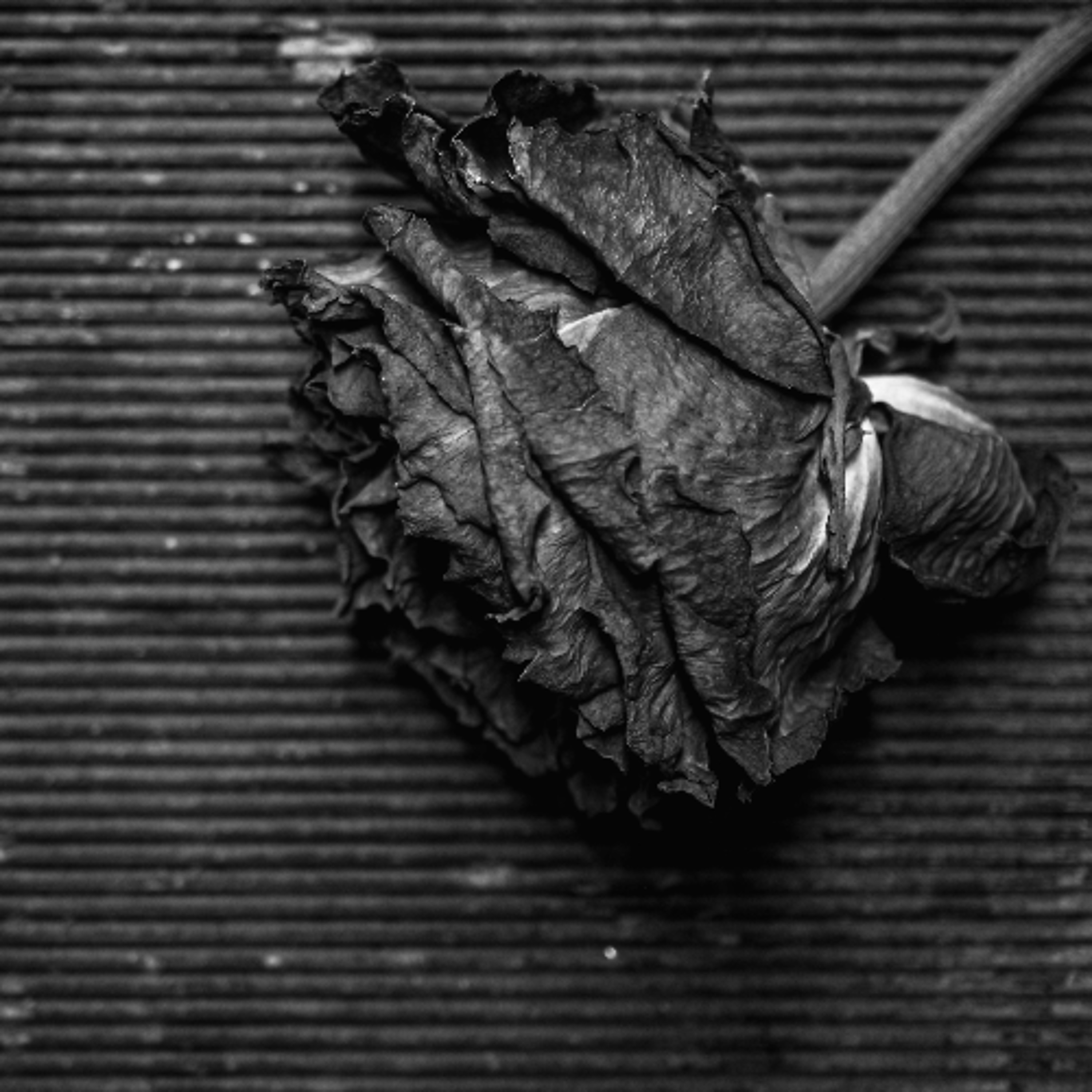 Can Labour come back? with Dan Sohege