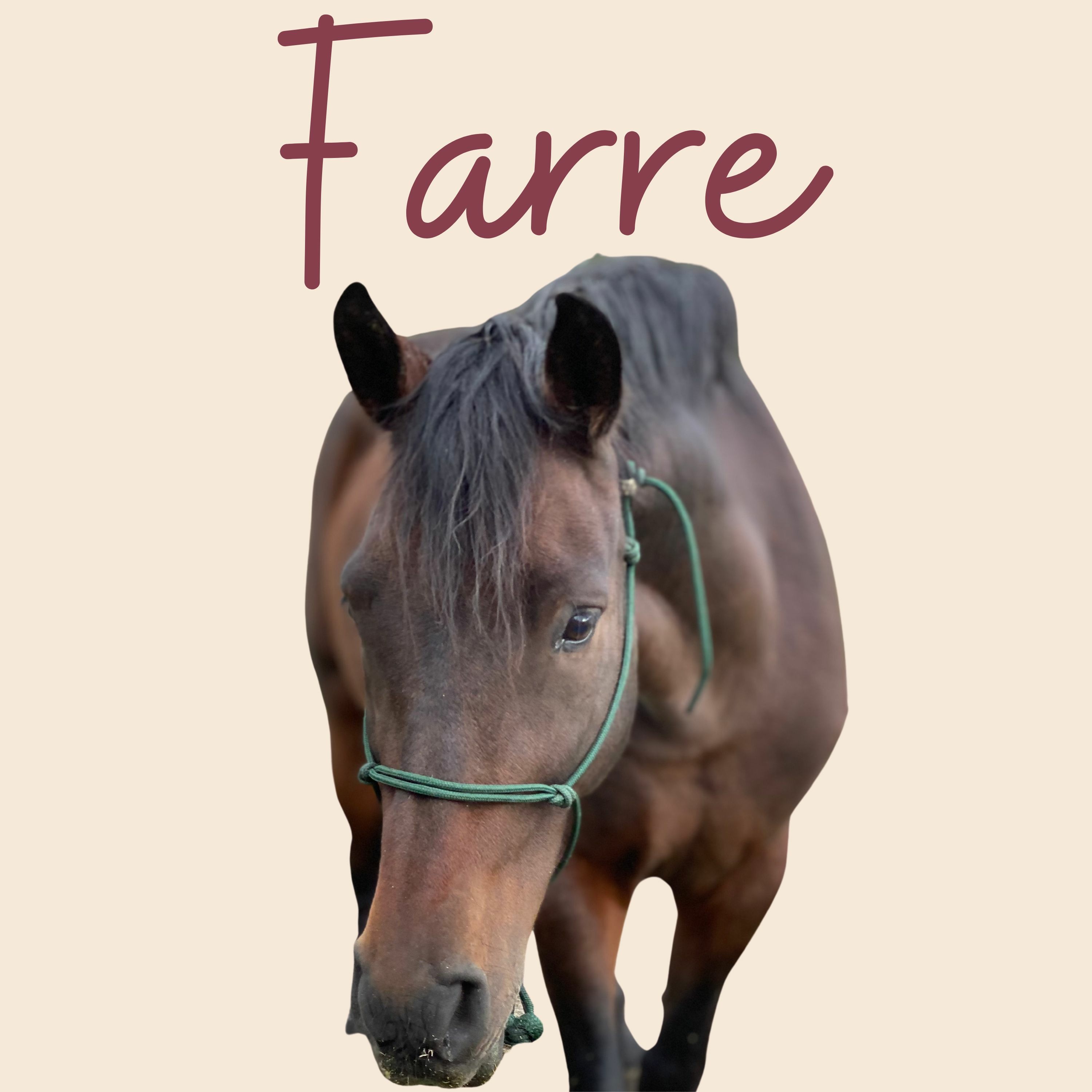 Light and Supple Horses