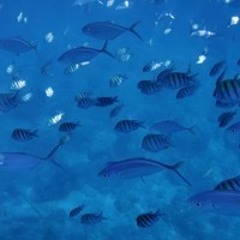 Tortola Turtle