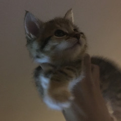 meow ft. xtettra (henri$r)