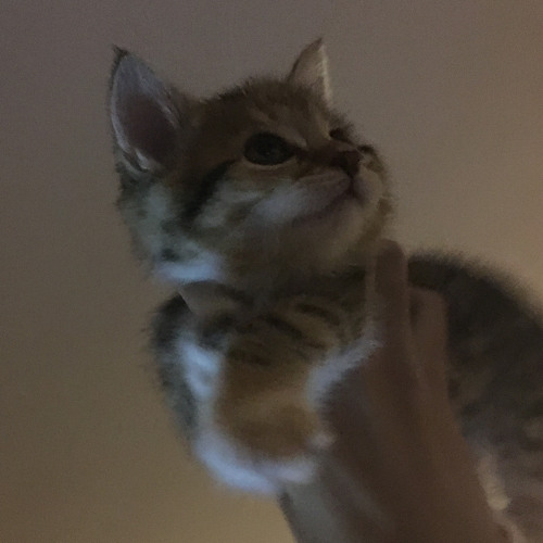meow ft. xtettra (henri$r)
