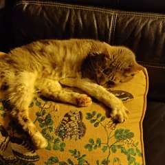 2024-09-05_15h23m53.wav