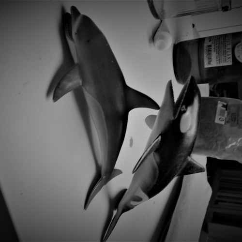 RAVI SHARDJA#Hardkool Session 8