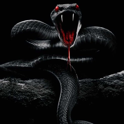 {{127}} NOKTIFER - MAMBA MENTALITY (PROD. KYSZENN)