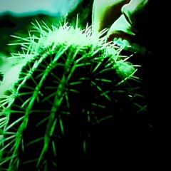 CACTUS PRICK