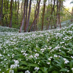 May Day in Tom Wood