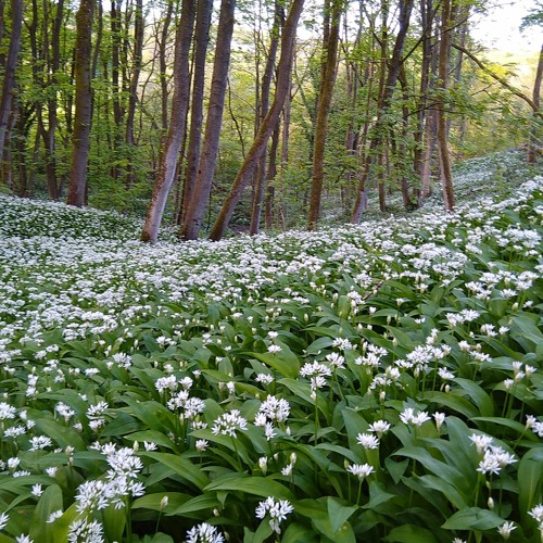 May Day in Tom Wood