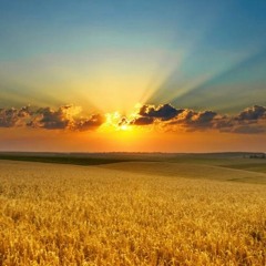 The Ferret 11th August 2023