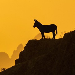Wild Burros of Picacho (with Coyote Finale)