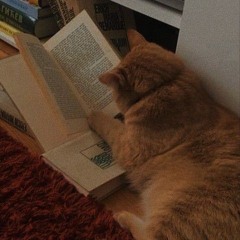 🧸📖