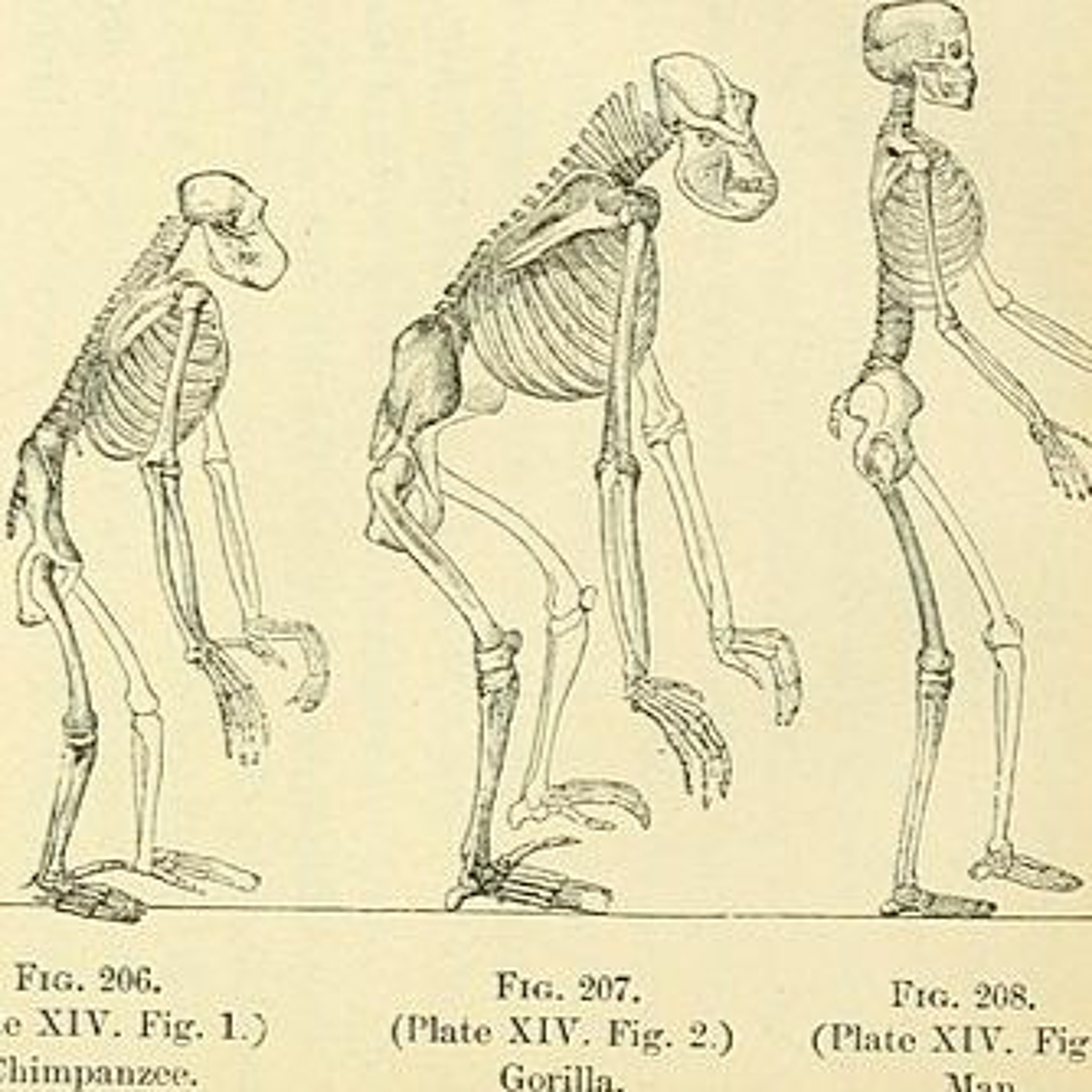 Does Evolution Undermine Christianity? | Prof. Matthew Ramage