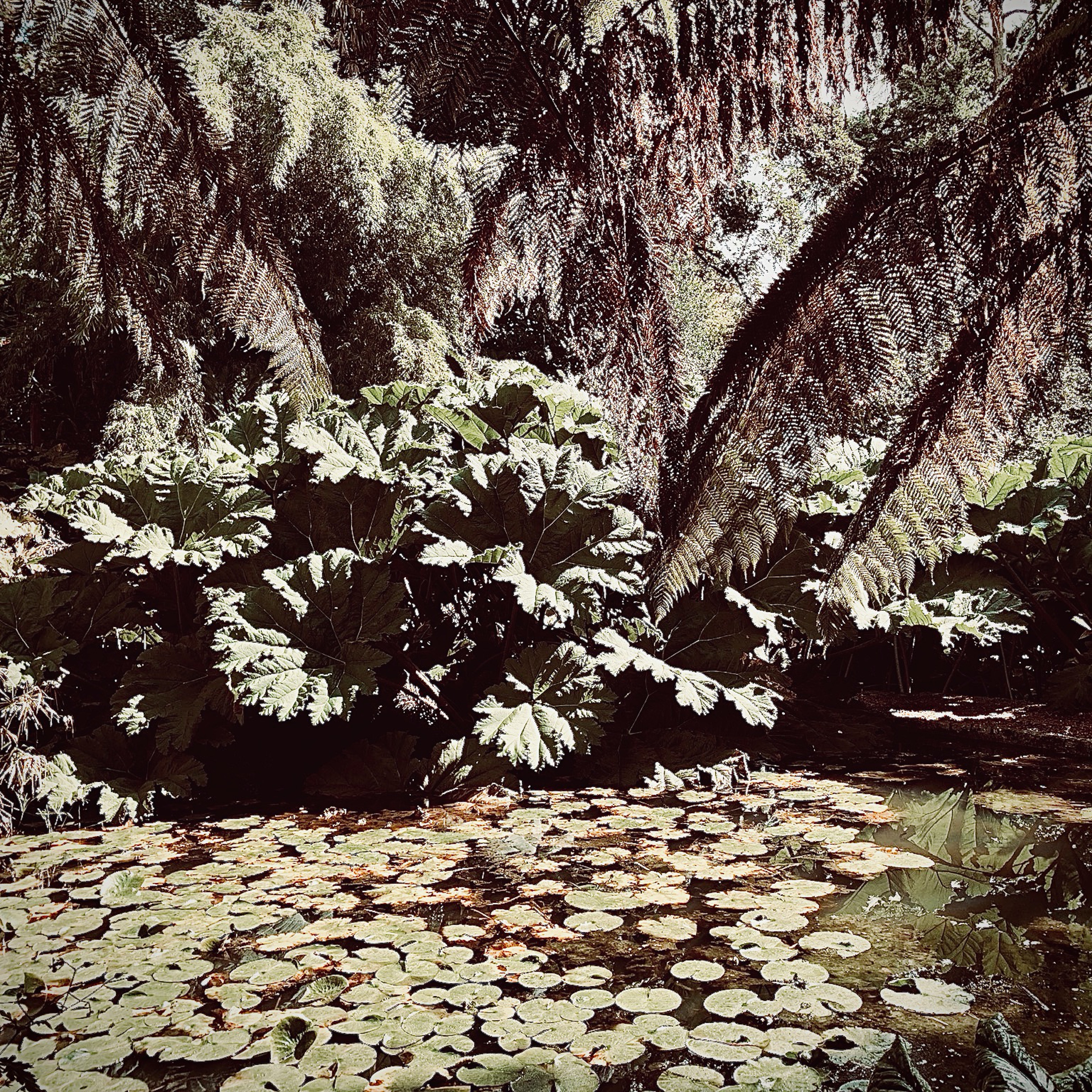 Tropical Techno Podcast