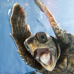 Turtle Recall