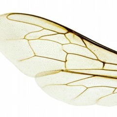 Beeswing - Jerome Kilbride