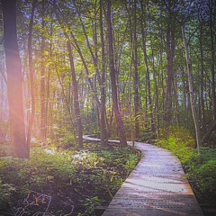 The Later Trail