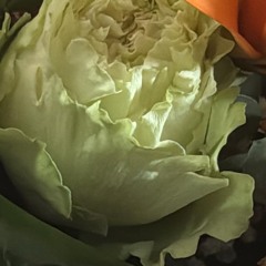 Florescer em Ti