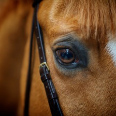 cavalos (prod. CHEBAE)