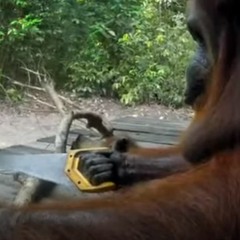 Baulon - Klong With The Zaag