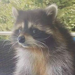 MEU GATO - MC GORILA