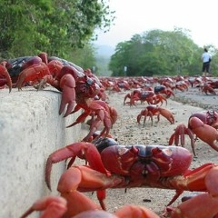 Crab Exodus