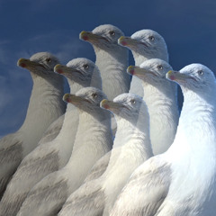 AMU live at Muzan presents 28_1_2024 @0g