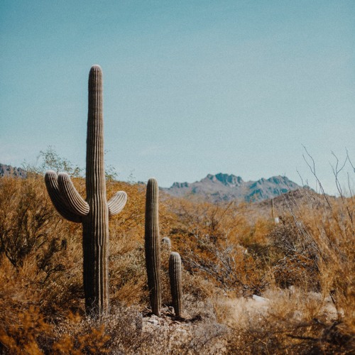 Isabelle | Saguaro Cactus Desert