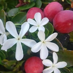 carissa (demo del demo del demo)