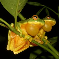 FROG MUSIC