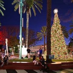 Best Things To Do In Miami On Christmas Day Tours Review