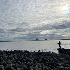 Joe Browning : River Tees by Portrack Marsh, Seals, Wind 04052925