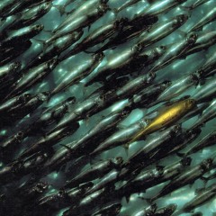 Tool 'Culling Voices' instrumental acoustic guitar cover