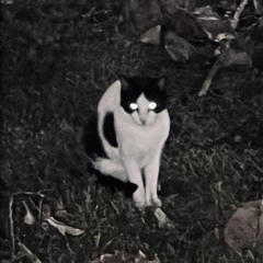 2am in Houston feat. Jensei