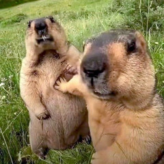 Marmot blues ━⚙