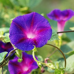 Morning Glory