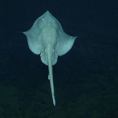 PL Anet - Deep Sea Visitor