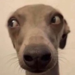 SCAR - In Der Louis Tasche