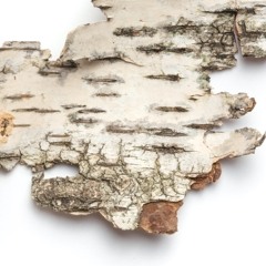 Birch