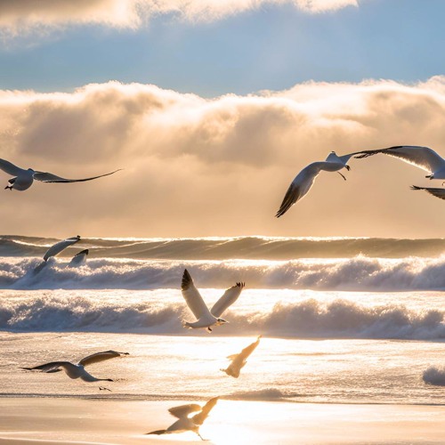 The Return of the Seagulls - Stessy M & The Gatsbys