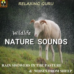 Wildlife Nature Sounds: Rain Showers In The Pasture and Noises From Sheep