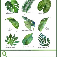 The Q Album (waldorf Q)