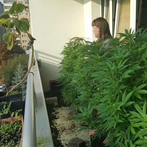 Weed schmeckt nach Money