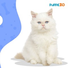 The Persian Cat Price: A Comprehensive Guide to the Breed