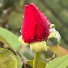 Cuando ha de venir Oh Señor el reino de Dios?-ETC-C -Jun-2019-Caacupé, Paraguay 🌹🌱🌺