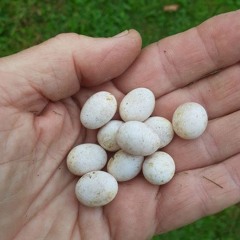 Jardins Vivants 201104 Permaculture2