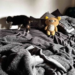 nightmares in silk bed sheets